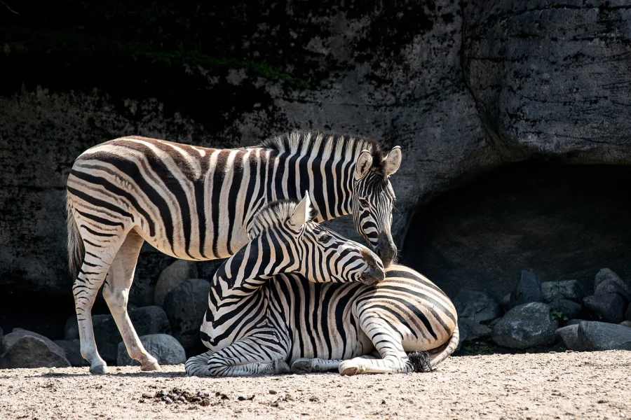 Copenhagen zoo